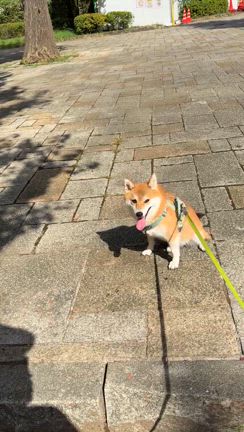 お風呂日和の記事動画