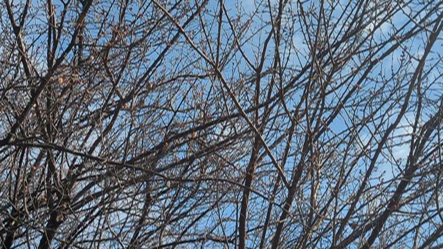 自然を感じる田舎の自宅と職場の記事動画