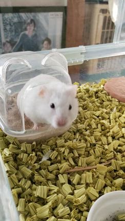 飛雄の家族記念日。の記事動画