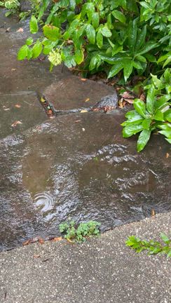 鎌倉だより　やっと雨が降りました☔️の記事動画