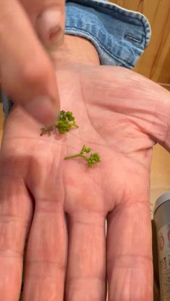 あらぎ島観光と山椒を堪能の記事動画