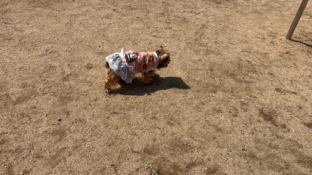 コメ袋の出荷制限し始めたやん。。の記事動画