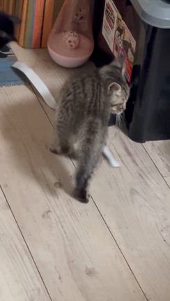 ちびっこギャングの巻の記事動画