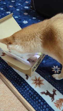 試してみたDoggy Boxの記事動画
