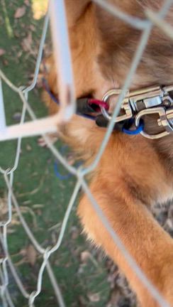 ヒゲオ、キャンディ、おやすみなさい　ありがとうの記事動画