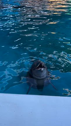 ☆スピリチュアルな出逢いと最強ヒーリング☆の記事動画