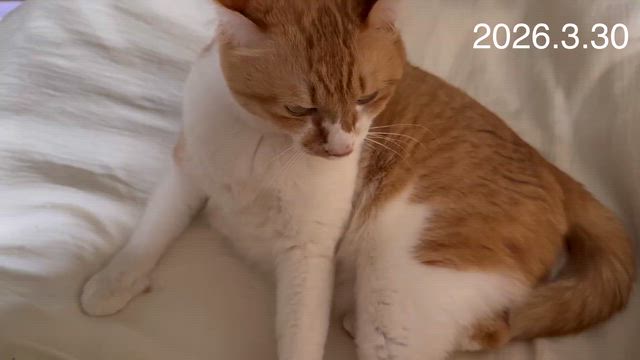 3月31日の星占いの記事動画