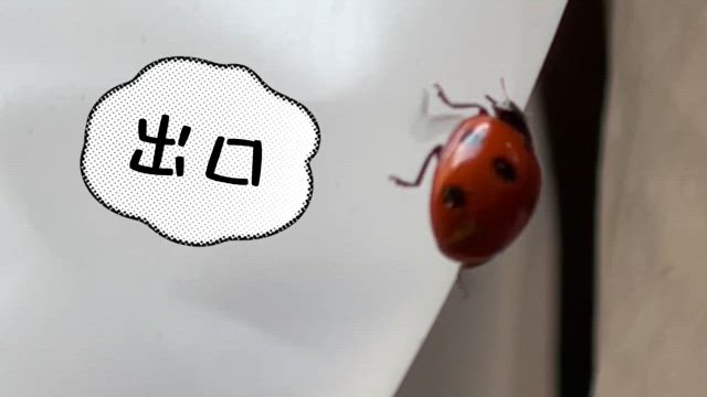 てんとう虫の記事動画