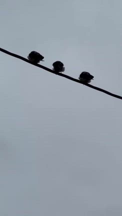 無事に！の記事動画