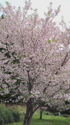 小夜戸・大畑・花桃街道を行く♪の記事動画