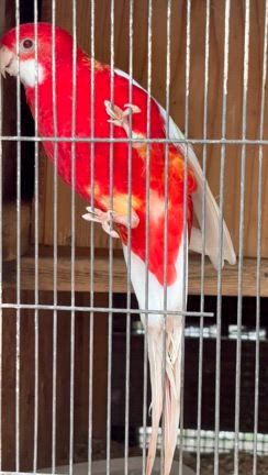 シロハラインコ　アキクサインコ（ルビノー）他 シロハラインコ アキクサインコ（ルビノー）他 アキクサインコ