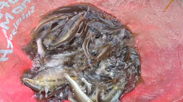 7月17日　2回目の御膳立ての記事動画