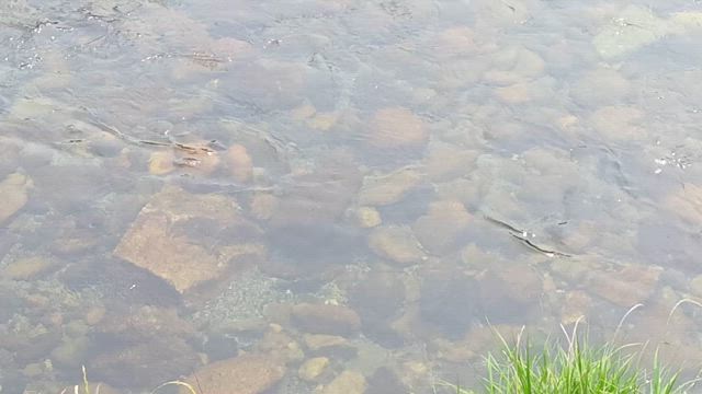 煩悩の季節到来の記事動画