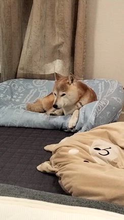 面倒くさいの記事動画