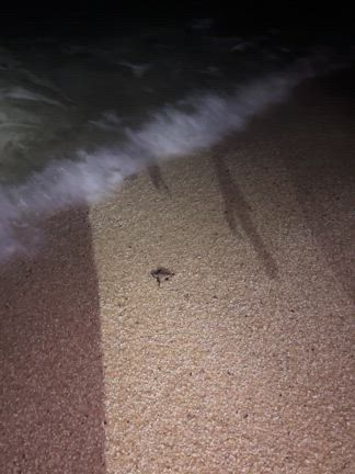 【テーマは区切り】 《屋久島リトリート2025》の記事動画