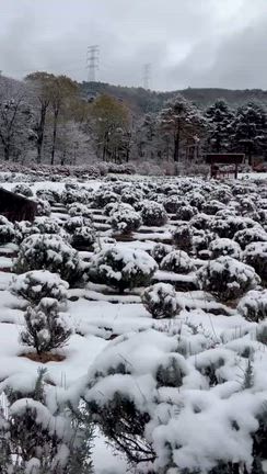 いけばな奉仕第三弾の記事動画