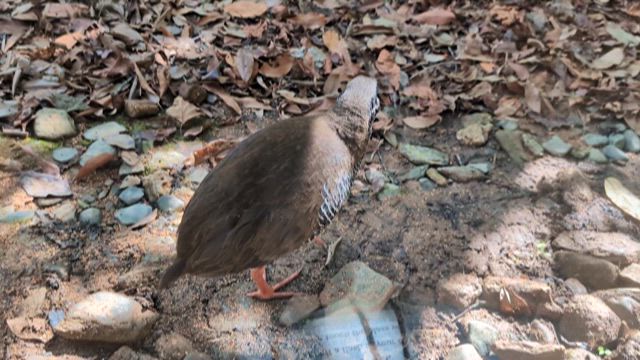 12【沖縄県 3泊4日の旅】沖縄の世界遺産を巡る旅：やんばる国立公園：ヤンバルクイナ生態展示施設の記事動画