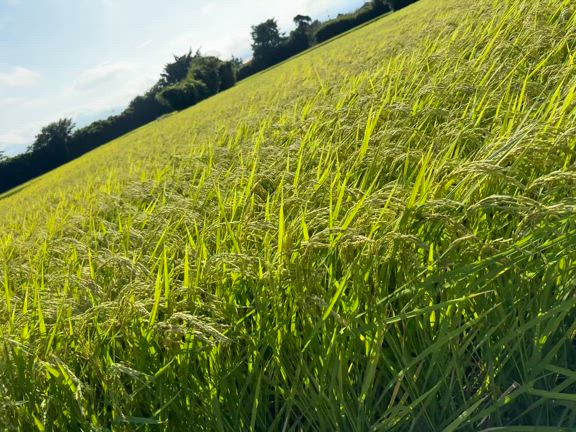 本日の撮影2025/08/19の記事動画