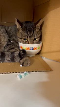 トライアル中だけど、体調不良で病院へ楓君の記事動画