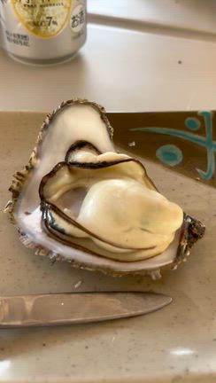 21日、22日　ティップラン便の記事動画