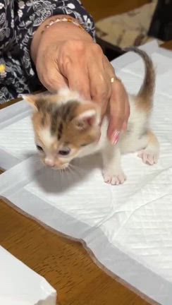 　　おもち、かりん、きなこ　の事の記事動画