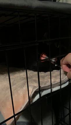 実は家族が増えました！2ヶ月のトライアルを経て、ずっとのお家に♡の記事動画