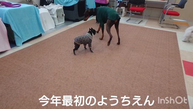 1月7日『いぬのようちえん』の記事動画