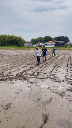 今年の田んぼの成長の日記の記事動画