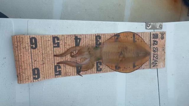 31㈮　呪文にかかった？ティップラン昼便の記事動画