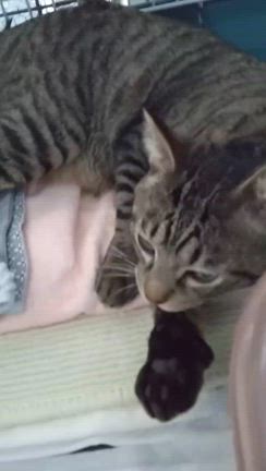 信丸くん退院しましたの記事動画