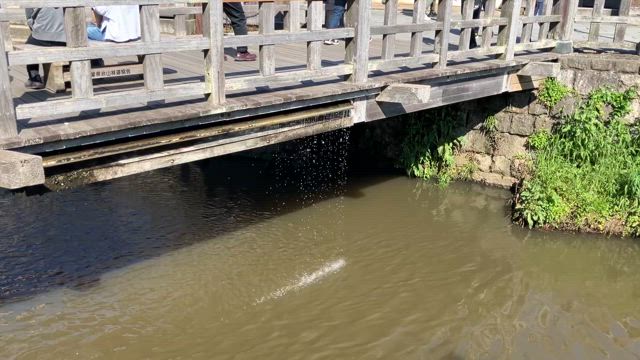 【犬連れ旅行】小江戸さわらに行ってきましたの記事動画