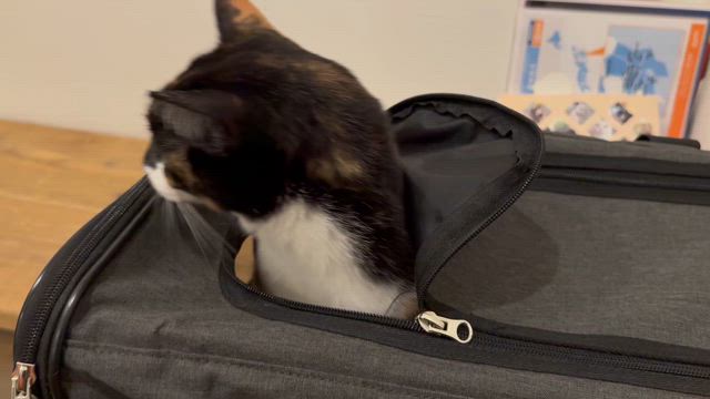 動物病院なうの記事動画