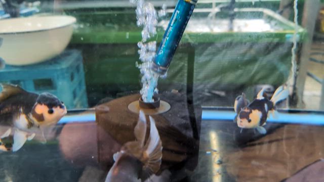 パンダオランダ入荷の記事動画