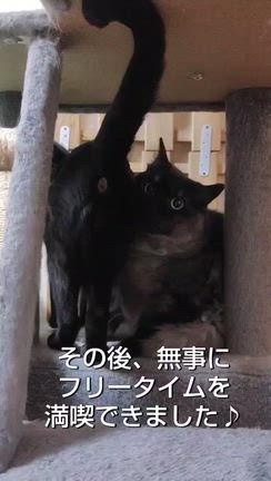 素敵な出会いがありますようにの記事動画