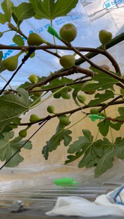 いちぢく天国 PART2の記事動画