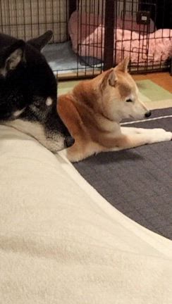 やっと落ち着いたの記事動画