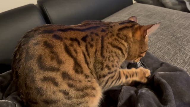 眠れるおばさんの記事動画