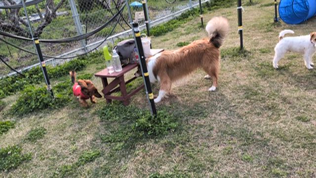 うちごはんの記事動画