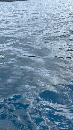 10月1日朝便ティップランの記事動画