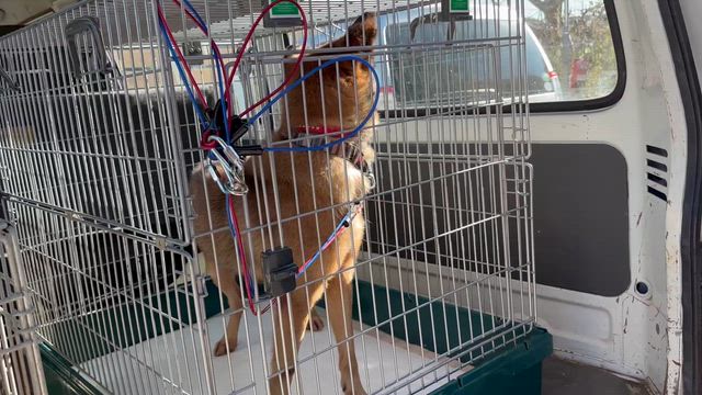 12.15 センターからももこを引き出しましたの記事動画