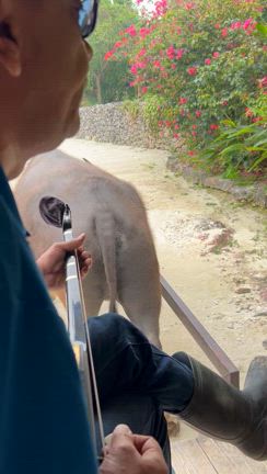 水牛に乗る(動画あり)の記事動画