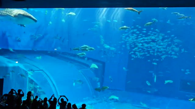 ちょいと沖縄へ．．(^-^)の記事動画