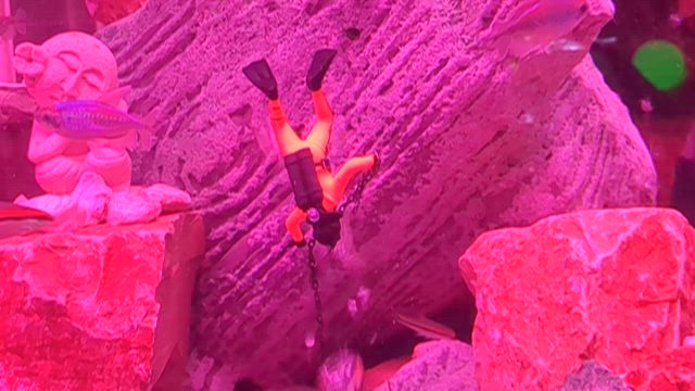 ひらパー　プラネットアクアポートの記事動画