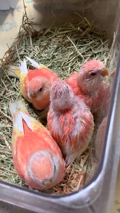 販売中❣️チヨチヨ雛ちゃん♡の記事動画