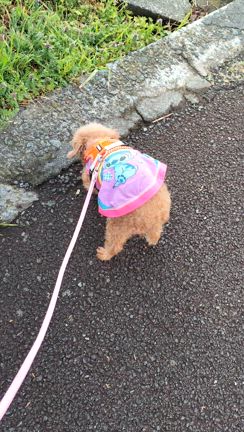 【のんびりん子】トイプー・テンボスちゃん、まったり・ゆったり時々ちゃっかり♡の記事動画