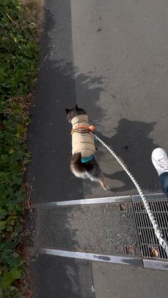 体重増加で褒められるの記事動画