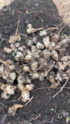 久しぶりのガーデン整備への記事動画