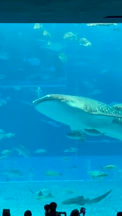 沖縄旅行②～沖縄美ら海水族館の記事動画