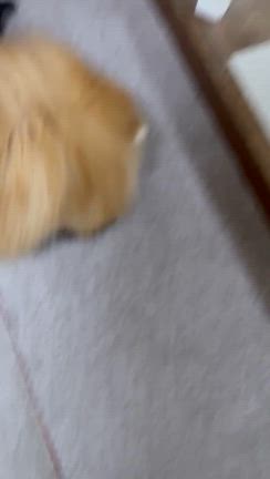 子犬のパールの成長♡の記事動画