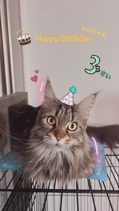 3ニャンお誕生日おめでとう＆ホルミシスマットの記事動画